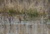 Water Pipit at Vange Marsh (RSPB) (Mike Bailey) (66697 bytes)